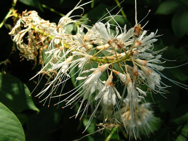 Bottlebrush Buckeye flower